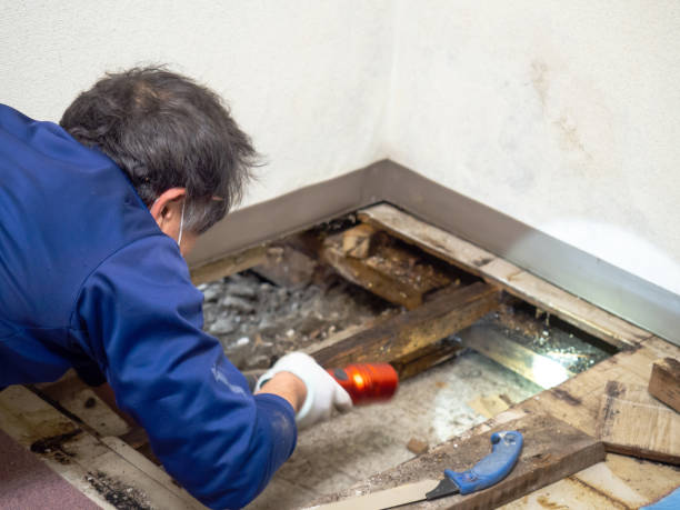 Home Mold Removal in San Francisco, CA