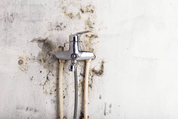 Best Fast Mold Removal  in San Francisco, CA