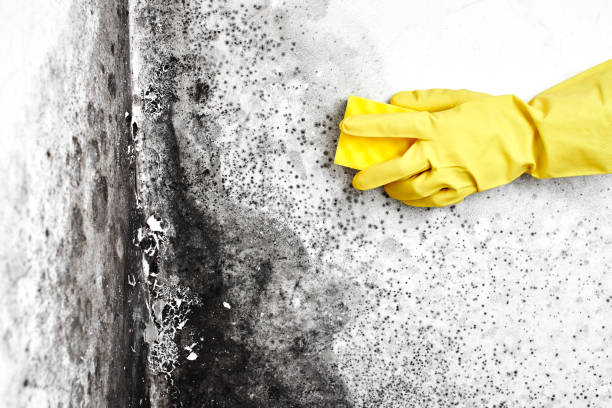 Trusted San Francisco, CA Mold Removal Experts
