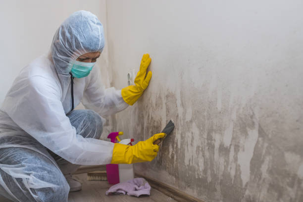 Best Mold Remediation  in San Francisco, CA