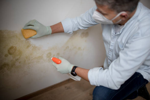 Best Certified Mold Removal  in San Francisco, CA