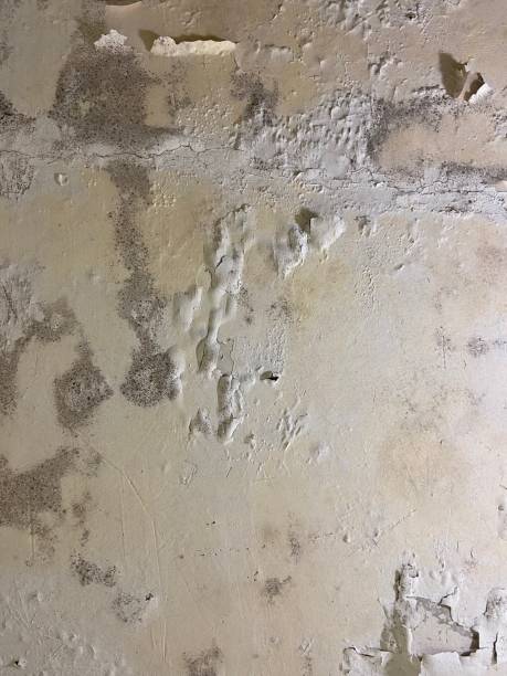 Best Mold Cleaning Services  in San Francisco, CA
