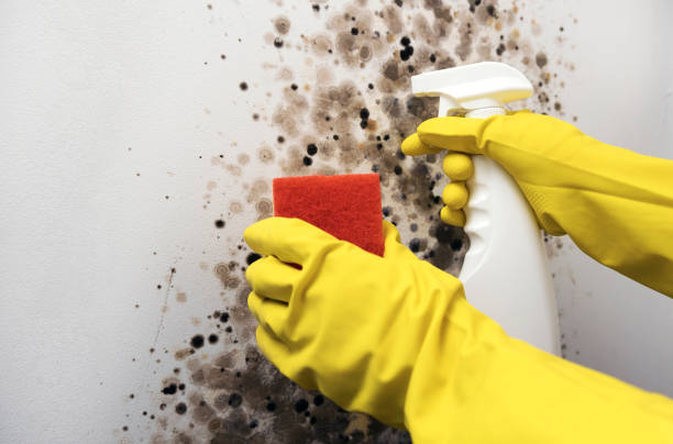 Best Residential Mold Removal  in San Francisco, CA