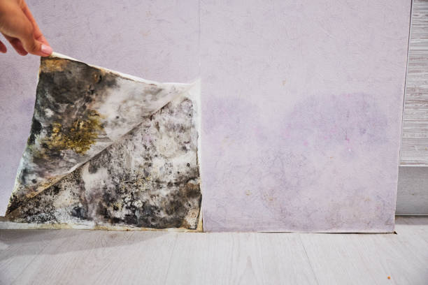 Best Black Mold Removal  in San Francisco, CA